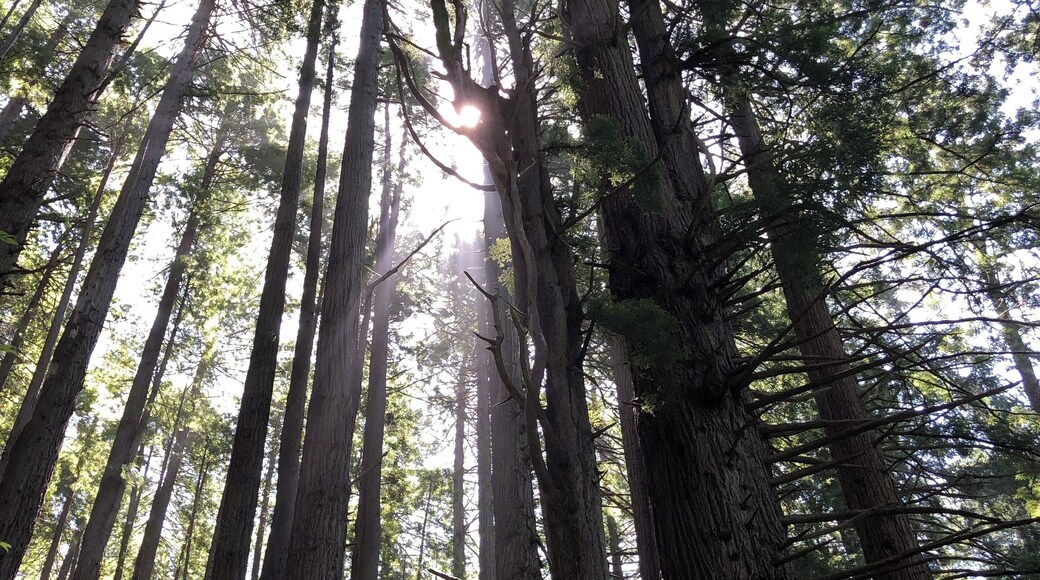 Enjoyed a peaceful day in the redwoods at Trees of Mystery!