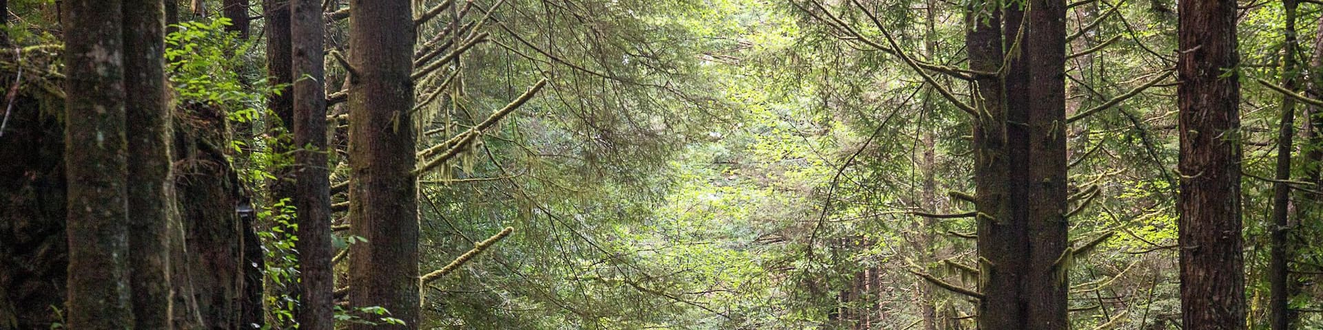 A forest road surrounded by tall trees and ferns.