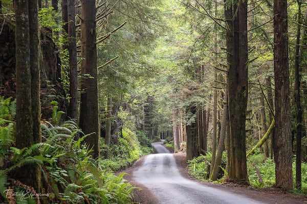Exploring the magical redwood forest.