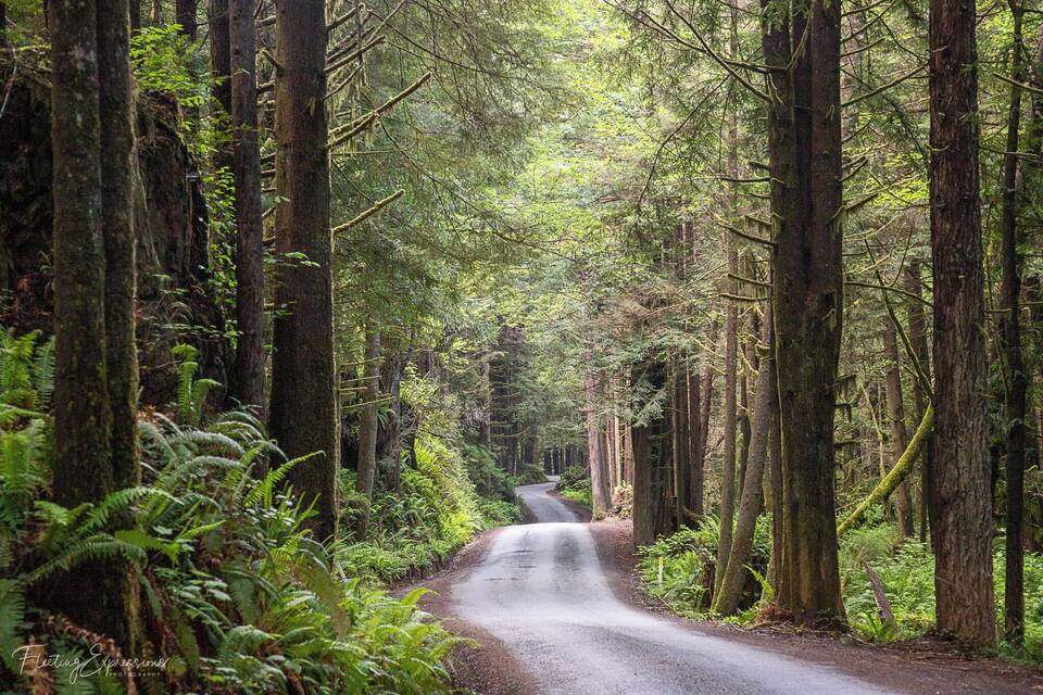 A forest road surrounded by tall trees and ferns.