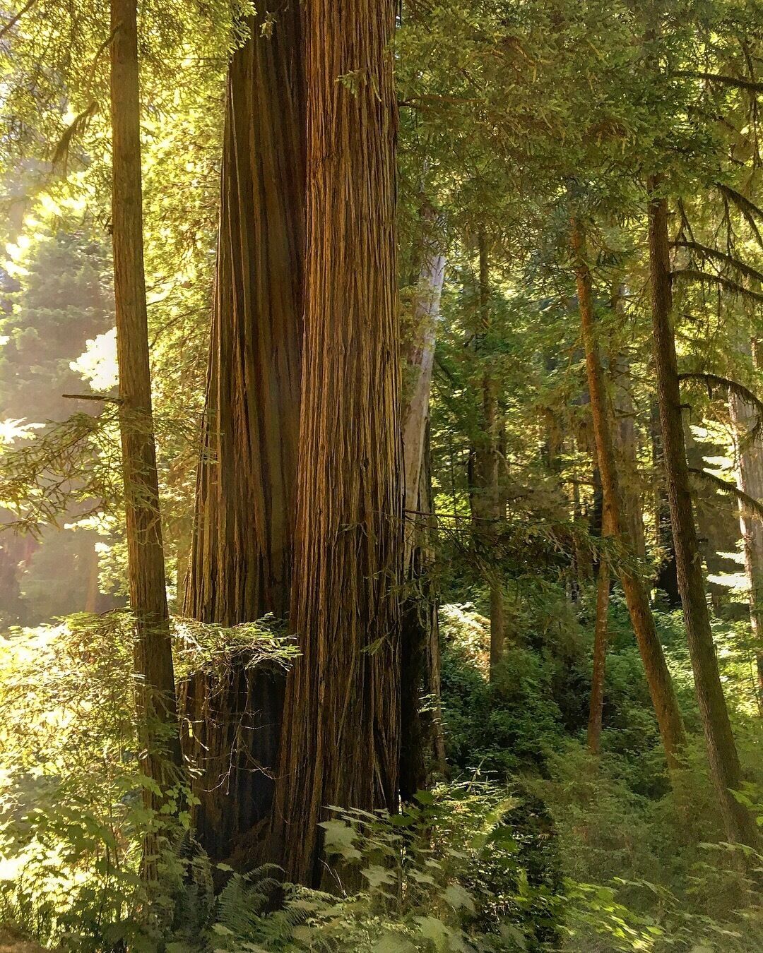 #golden 
Sunlight rays reflect on to the Giant Redwood trees and emit a warm golden glow on the barks, the foliage and the dust from the sandy path.