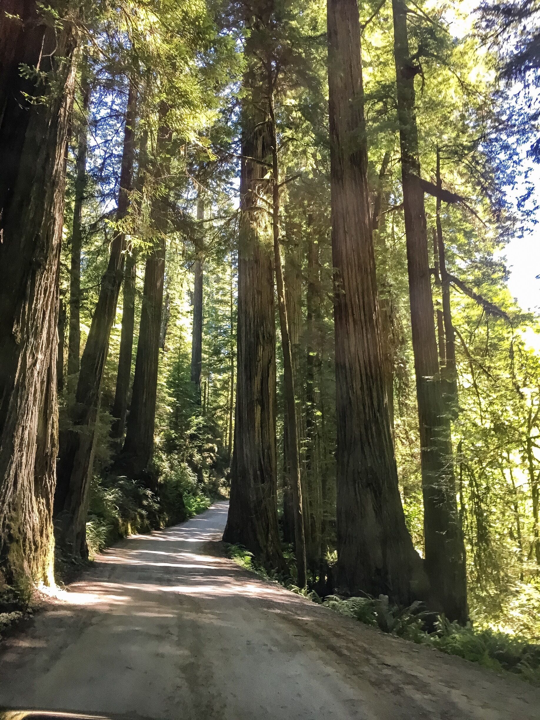 #greatoutdoors #ontheroad
This is not just great , they’re Giants! I was surrounded by towering Redwoods passing through this path. It was so Serene and peaceful. Guaranteed to find your “Zen” while meandering through this delightful grove of these Redwood Giants!