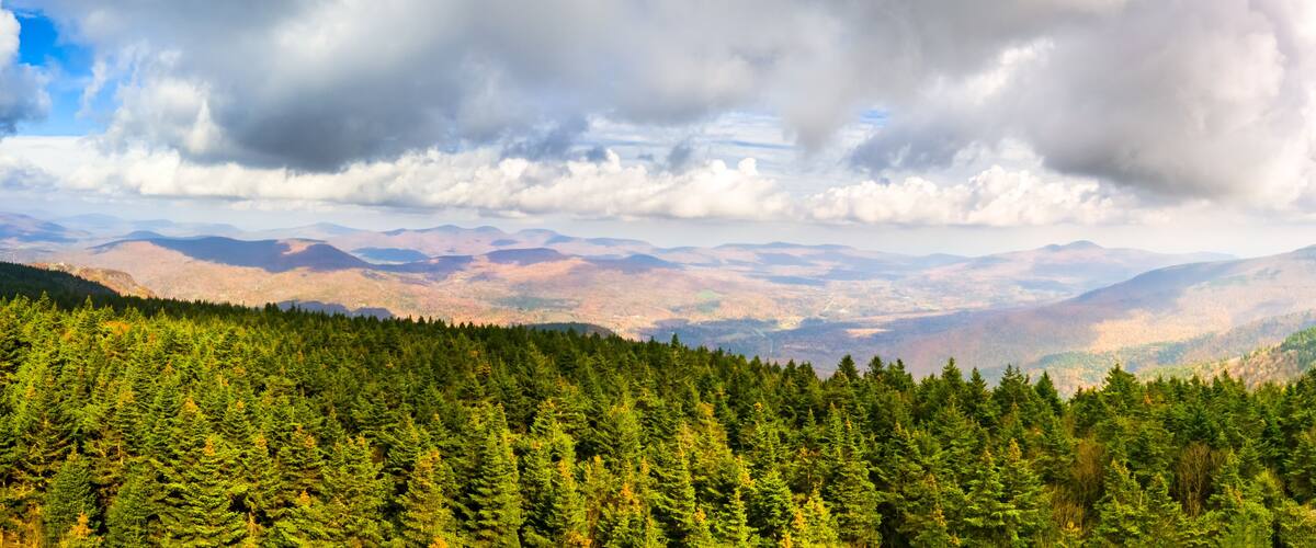 A dense forest with a mountain range in the background under a cloudy sky.
