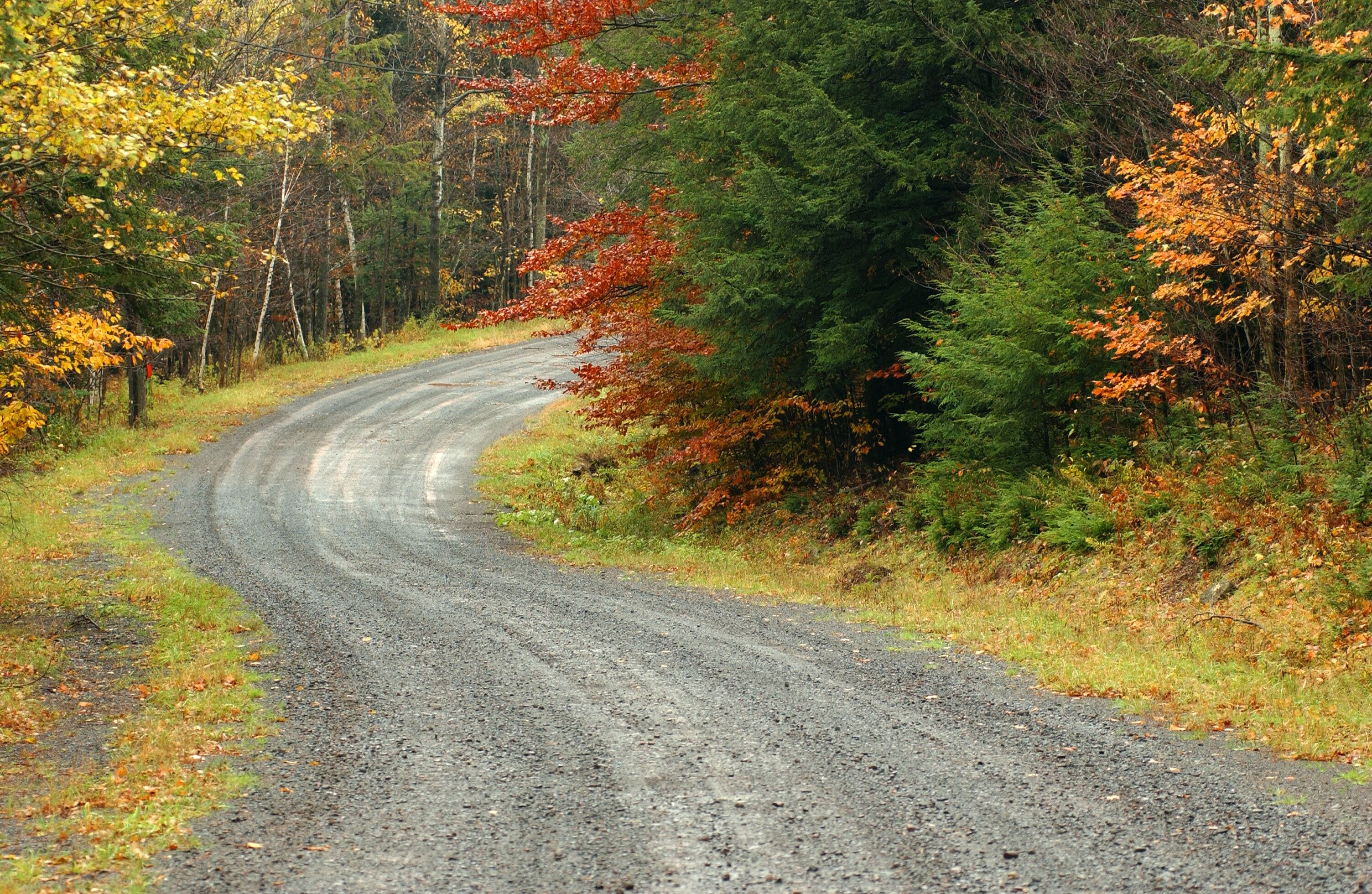 Empty forest road curve at Autumn time . Hunter Mountain, upstate NY