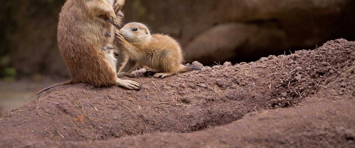 Prarie dog mother and child standing in alert