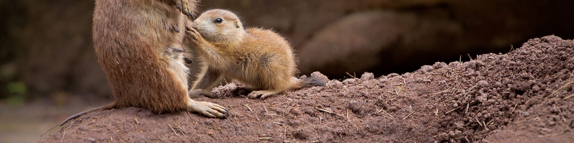 Prarie dog mother and child standing in alert
