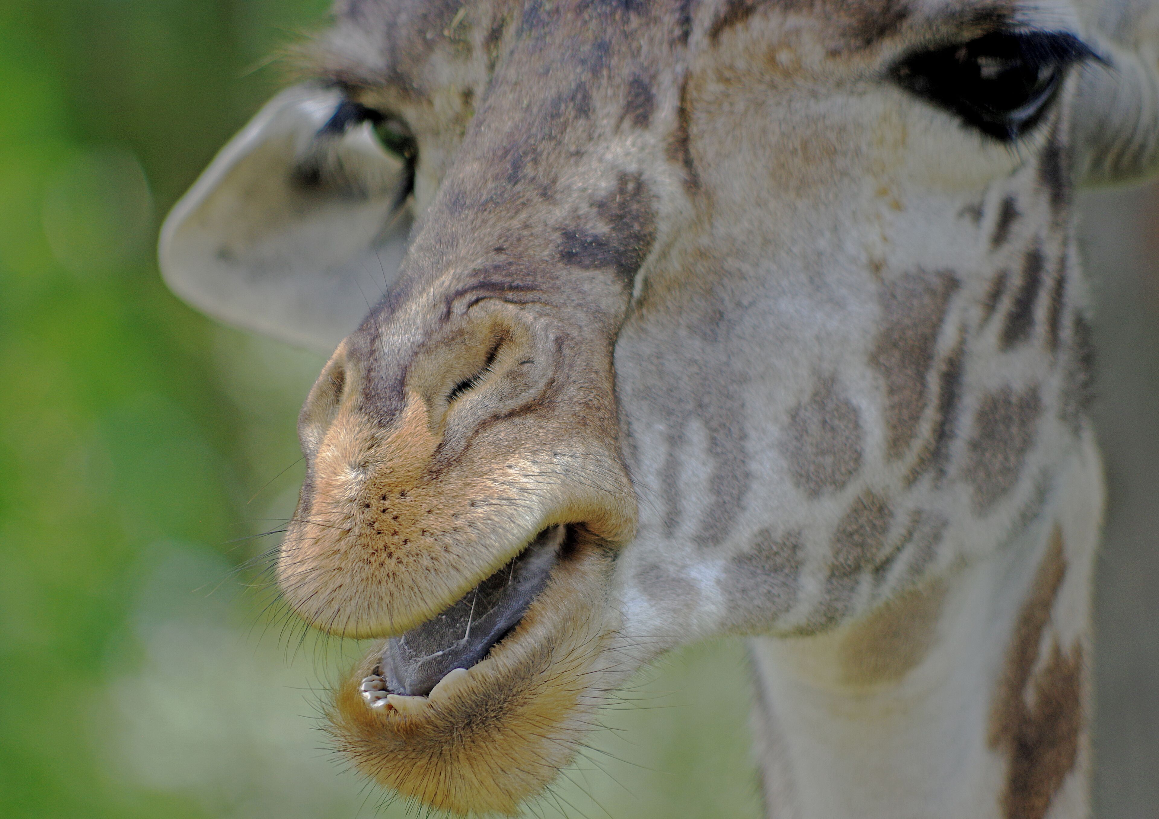 The Wilds is a 9000+ acre nature and conservation center.  Take a safari vehicle among the animals.  Did I mention how close some of them get. #OnTheRoad