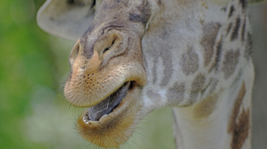 The Wilds is a 9000+ acre nature and conservation center. Take a safari vehicle among the animals. Did I mention how close some of them get. #OnTheRoad