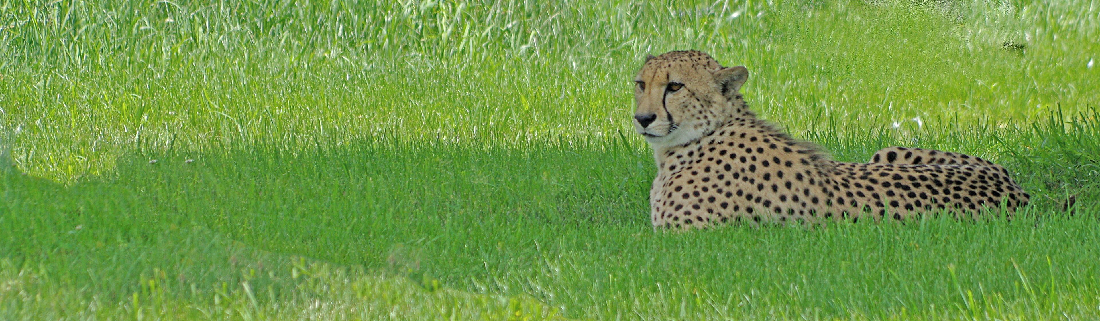 The Wilds is a 9000+ acre nature and conservation center.  As a part of the center there is big cat habitat. #OnTheRoad