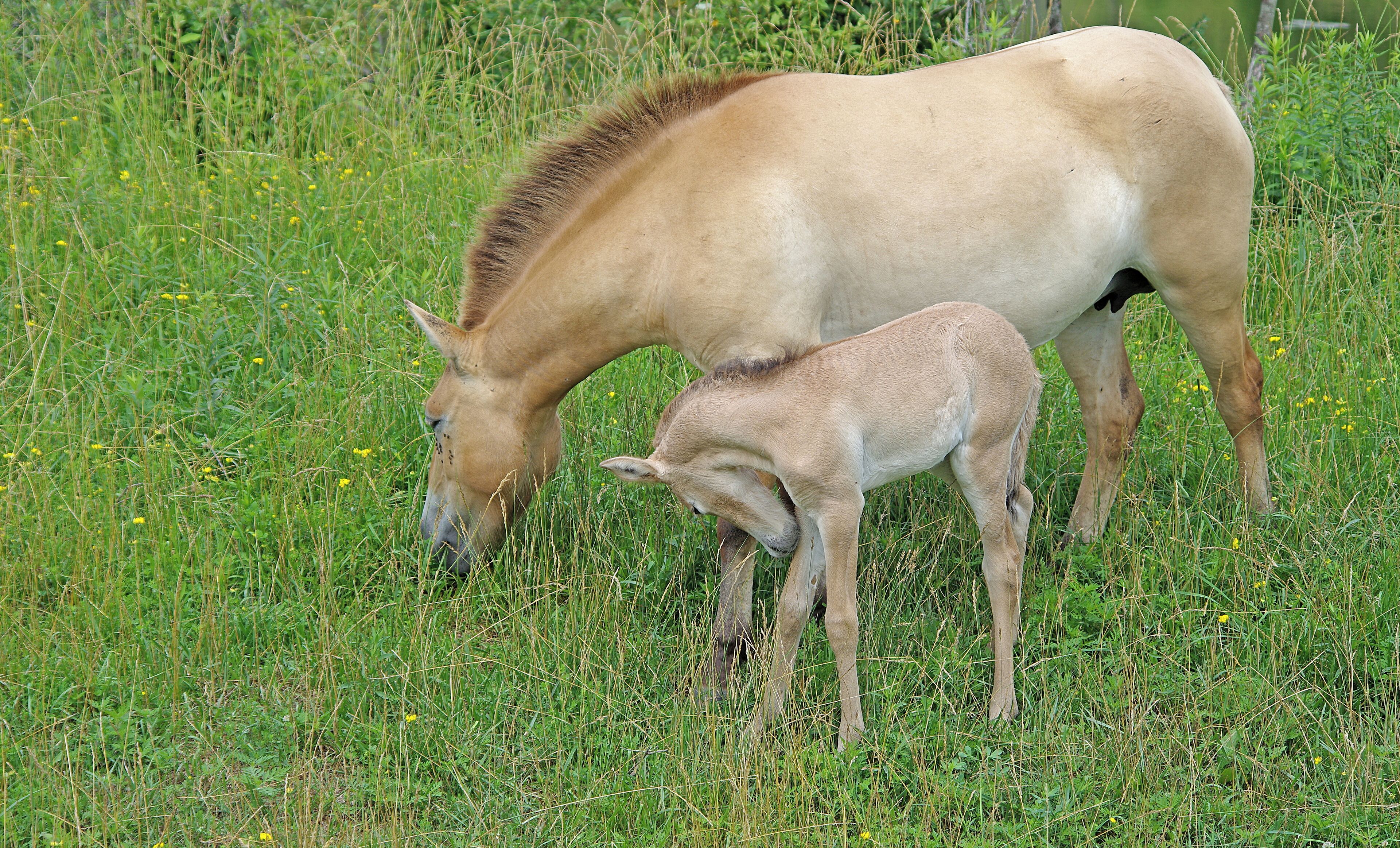 The Wilds is a 9000+ acre nature and conservation center. You can take a safari bus down among the animals.  Cool place, worth seeing. My only negative is that there aren't nearly enough animals for the size of the place.  The foal was no more than a week or two old at the time. #OnTheRoad