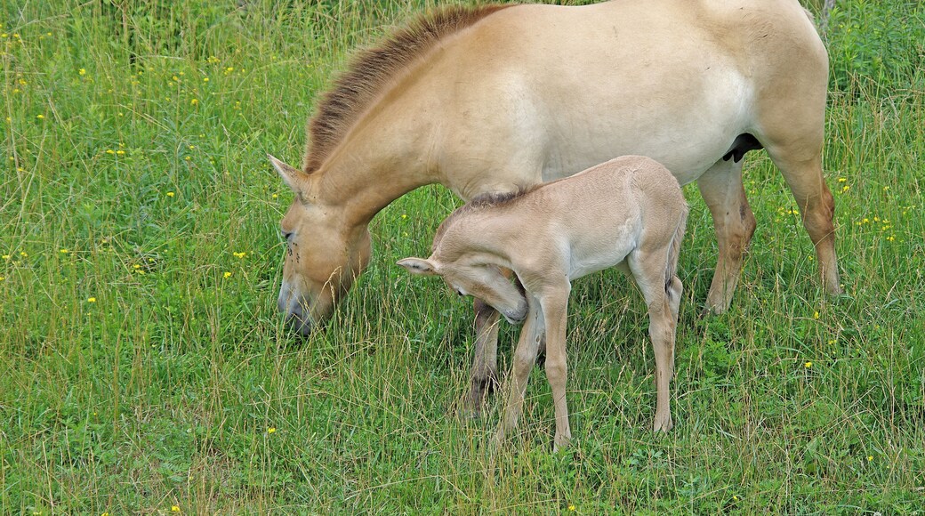 The Wilds is a 9000+ acre nature and conservation center. You can take a safari bus down among the animals. Cool place, worth seeing. My only negative is that there aren't nearly enough animals for the size of the place. The foal was no more than a week or two old at the time. #OnTheRoad