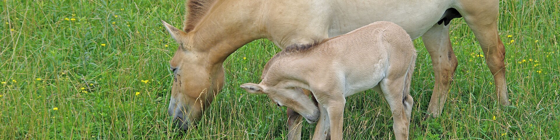 The Wilds is a 9000+ acre nature and conservation center. You can take a safari bus down among the animals. Cool place, worth seeing. My only negative is that there aren't nearly enough animals for the size of the place. The foal was no more than a week or two old at the time. #OnTheRoad