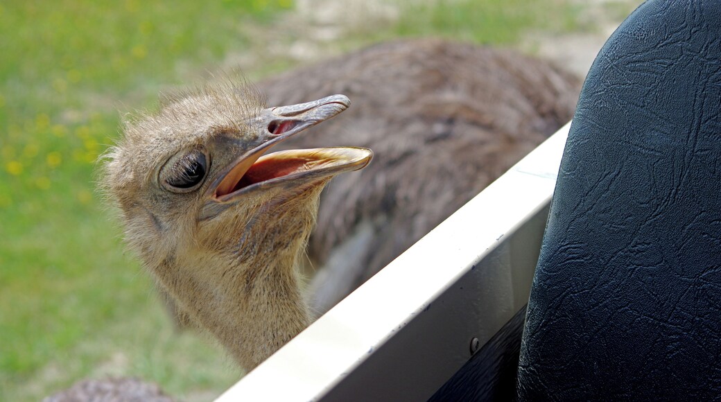 The Wilds is a 9000+ acre nature and conservation center. One of the residents just stopped by our safari vehicle to say "Hi". It's a really friendly place. #OnTheRoad