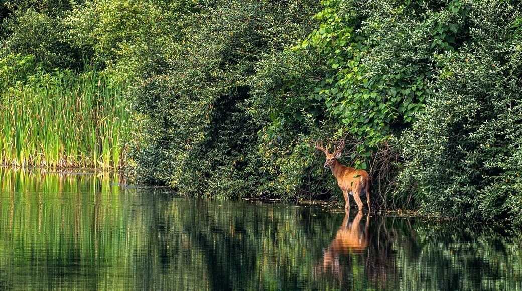 The Wilds is a private, non-profit #safari park and #conservation center that combines cutting-edge conservation science and education programs with hands-on experiences and one-of-a-kind adventures that include ziplining, horseback riding, fishing and more. With this much #nature, the Ohio white tail deer would not be out done!!
