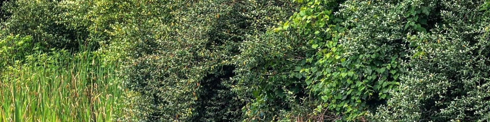 A deer standing in a body of water surrounded by dense green foliage.