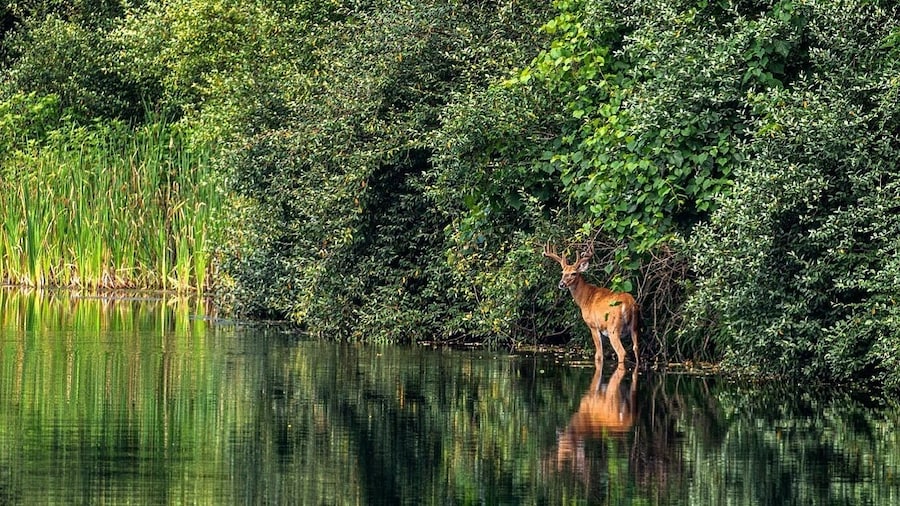 The Wilds is a private, non-profit #safari park and #conservation center that combines cutting-edge conservation science and education programs with hands-on experiences and one-of-a-kind adventures that include ziplining, horseback riding, fishing and more. With this much #nature, the Ohio white tail deer would not be out done!!