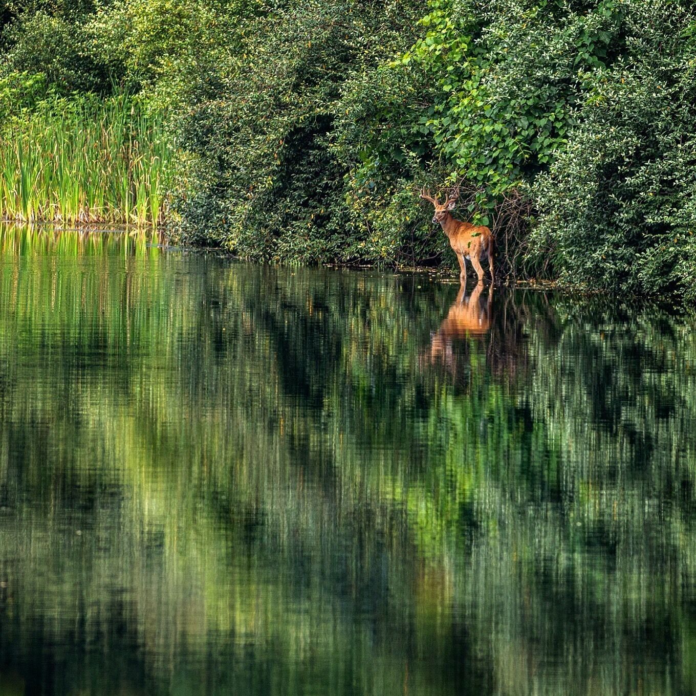 A deer standing in a body of water surrounded by dense green foliage.