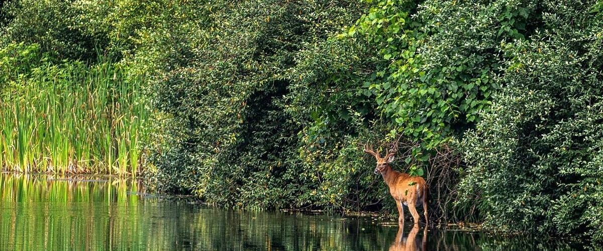 A deer standing in a body of water surrounded by dense green foliage.