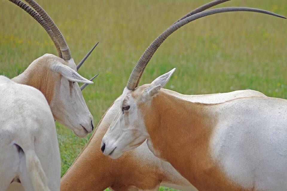 Two antelopes with long horns in a grassy field.
