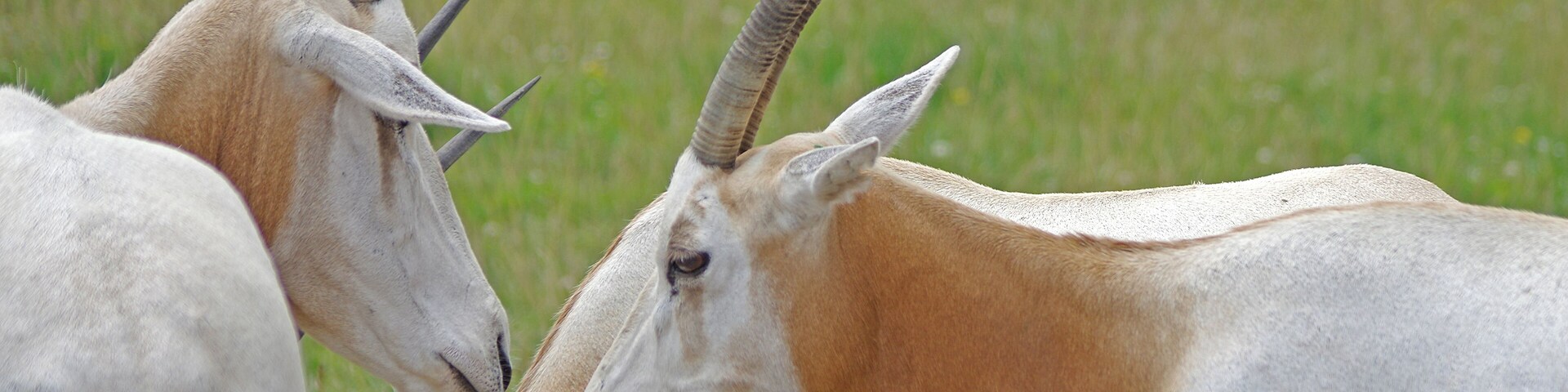 The Wilds is a 9000+ acre nature and conservation center. Make sure to take a safari vehicle in among the animals. #OnTheRoad