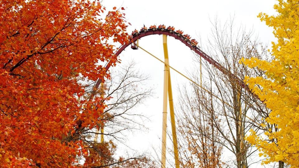 A roller coaster track with autumn foliage.