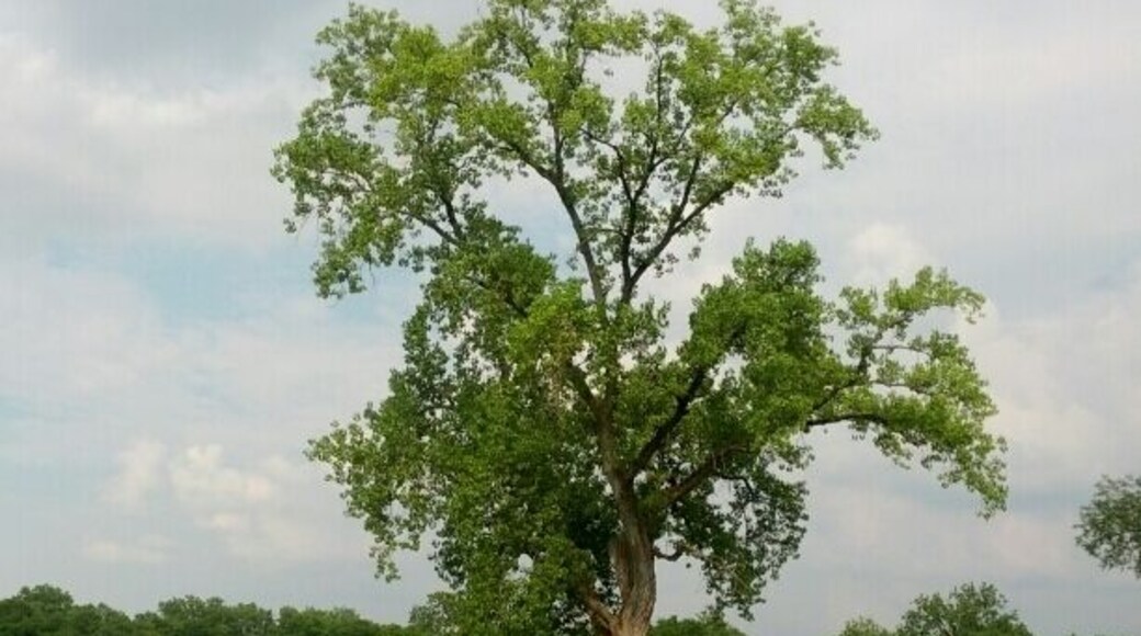 Nope, not a golf course, this is a shot of Mound City. A collection of 22 earthen mounds of varying heights and sizes made by the Hopewell Indians over 2000 years ago. The mounds were threatened by the construction of Camp Sherman in 1917 to train troops for WWI. Today the site is managed by the National Park Services.