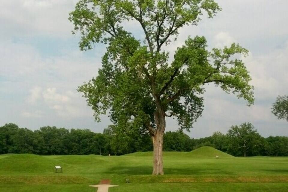 A large tree in a grassy field with a path leading to it.