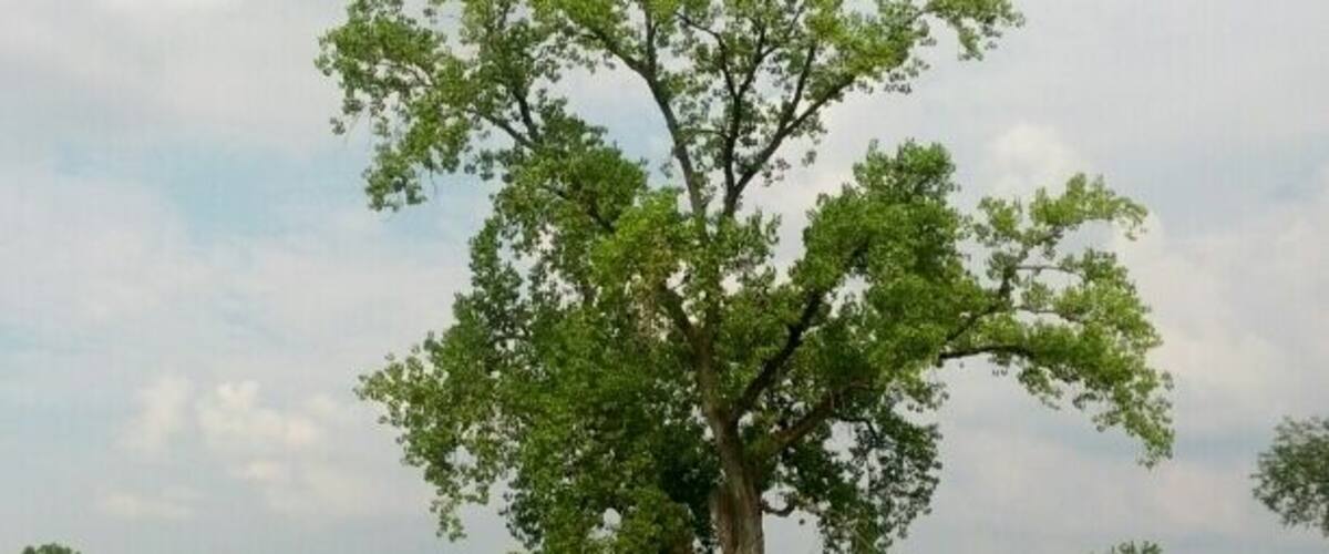 Nope, not a golf course, this is a shot of Mound City. A collection of 22 earthen mounds of varying heights and sizes made by the Hopewell Indians over 2000 years ago. The mounds were threatened by the construction of Camp Sherman in 1917 to train troops for WWI. Today the site is managed by the National Park Services.