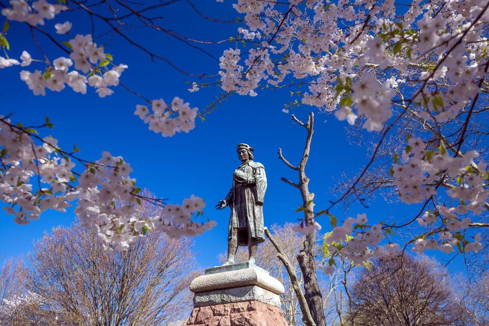 A statue of a historical figure surrounded by blooming cherry blossoms against a clear blue sky.