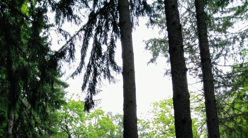 Peaceful cabin in the woods