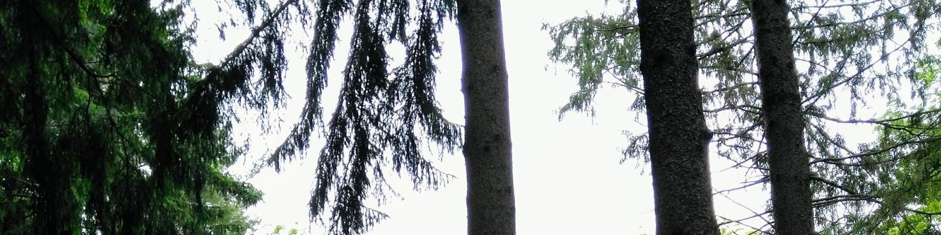 Peaceful cabin in the woods