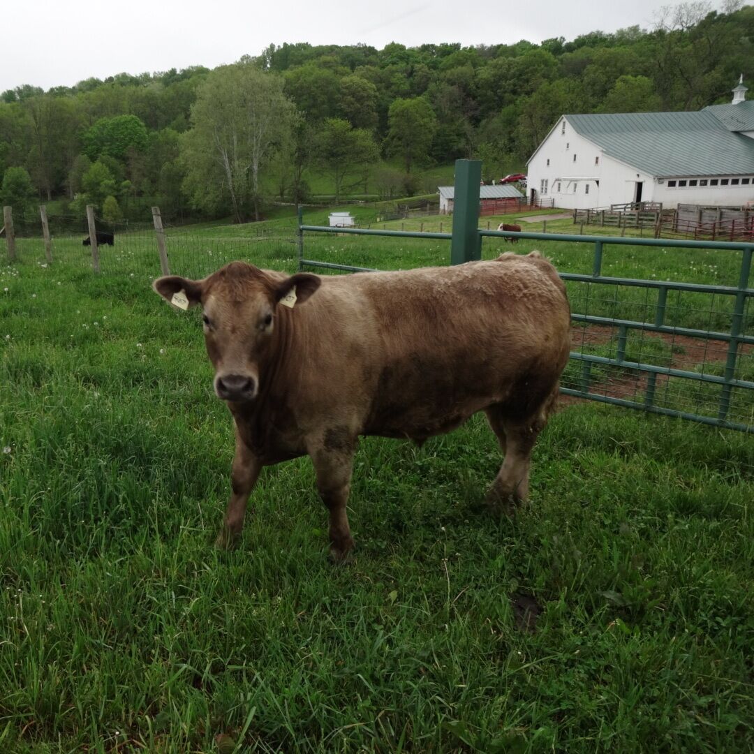 The look on this one's face says it is none to enthralled to be photographed.

In addition to numerous hiking trails, Malabar Farm State Park is a functioning farm with a petting zoo. 

#hiking