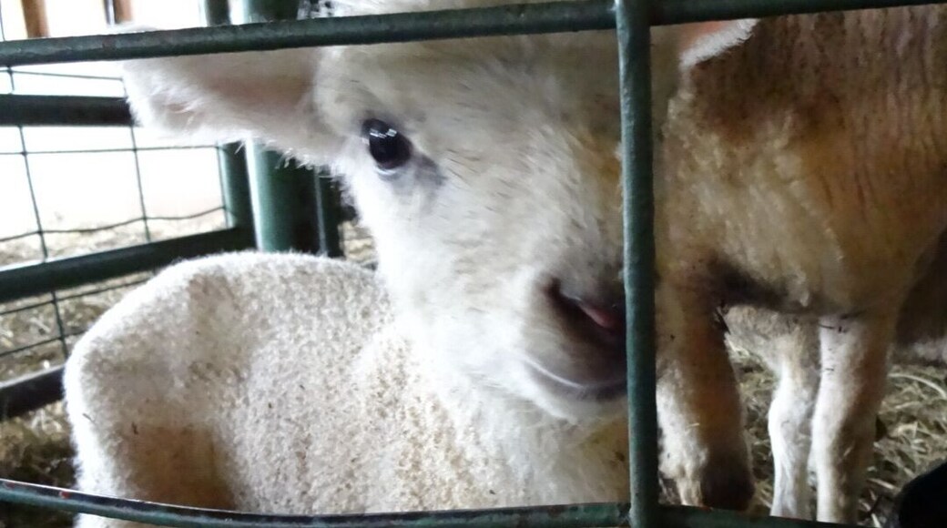 A little lamb coming up for a closer look.
In addition to numerous hiking trails, Malabar Farm State Park is a functioning farm with a petting zoo.
#hiking