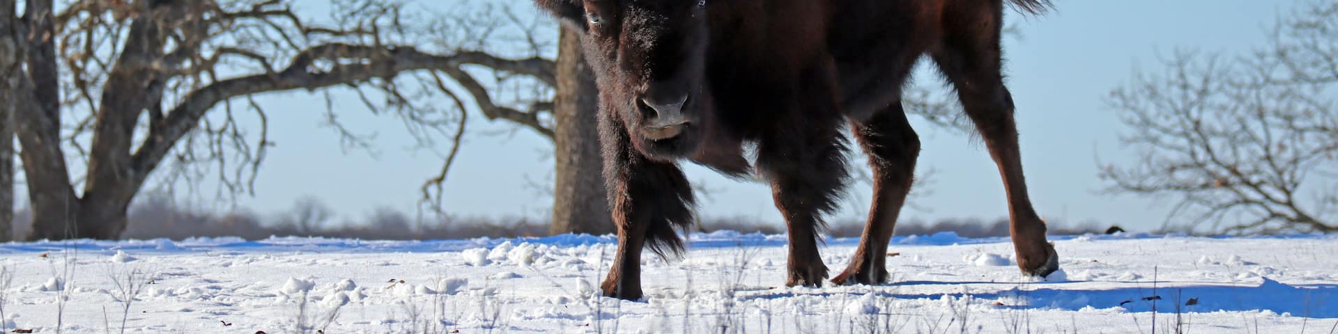 bison walking in the snow