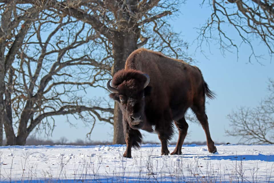 A brown cow standing in a snowy field with leafless trees in the background.