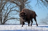 bison walking in the snow