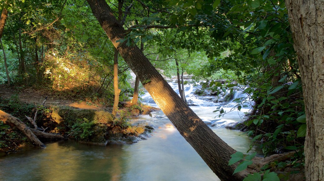 Chickasaw National Recreation Area showing forest scenes and a river or creek