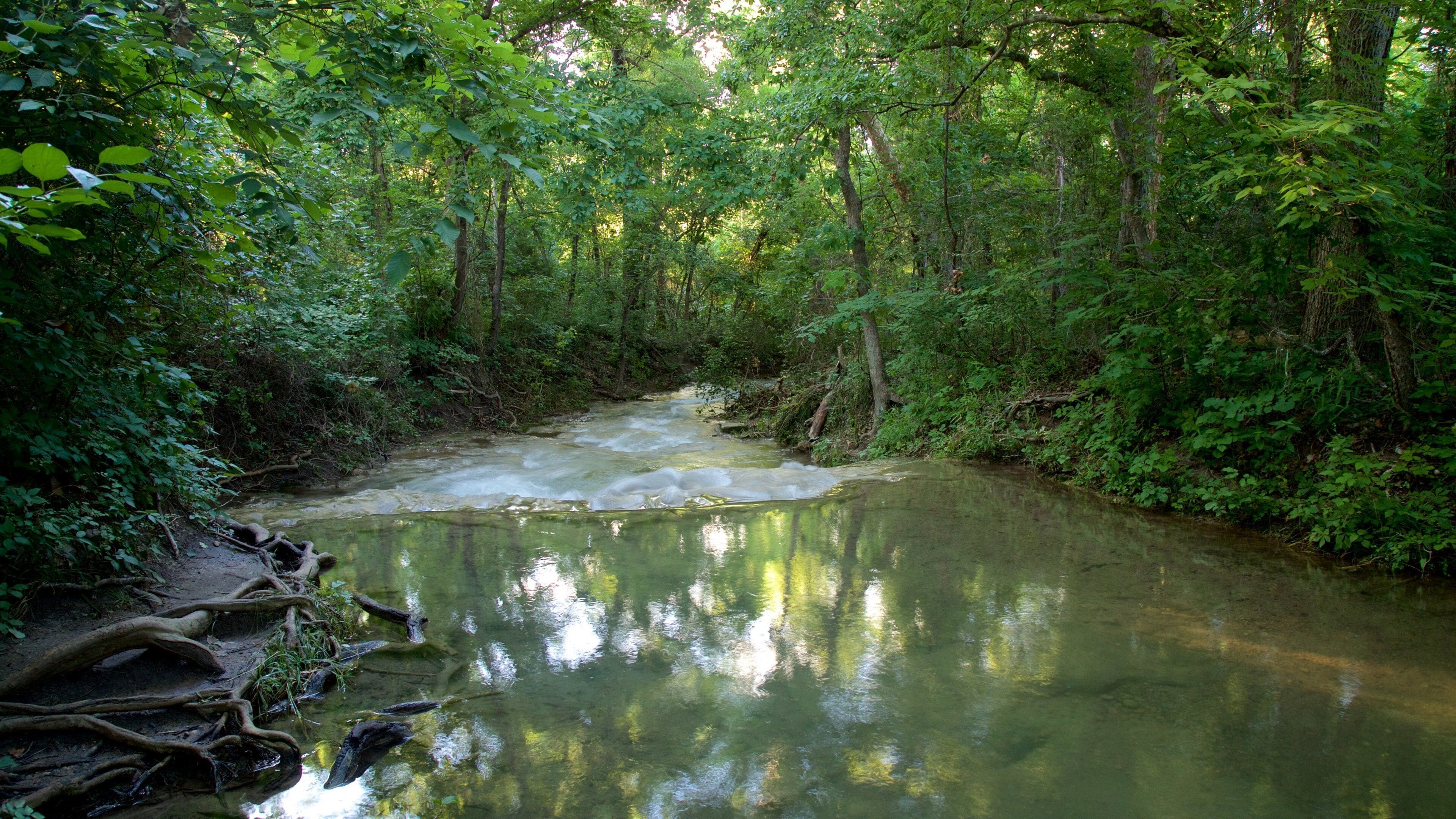 Chickasaw National Recreation Area featuring forest scenes and a river or creek