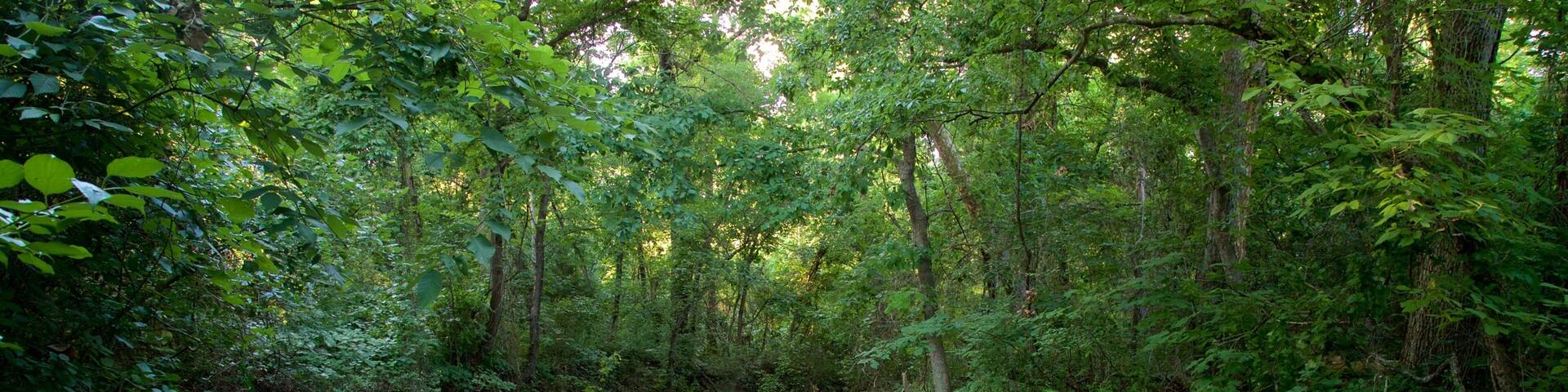 A river flowing through a dense forest with sunlight filtering through the trees.
