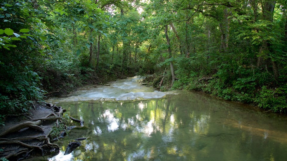 A river flowing through a dense forest with sunlight filtering through the trees.