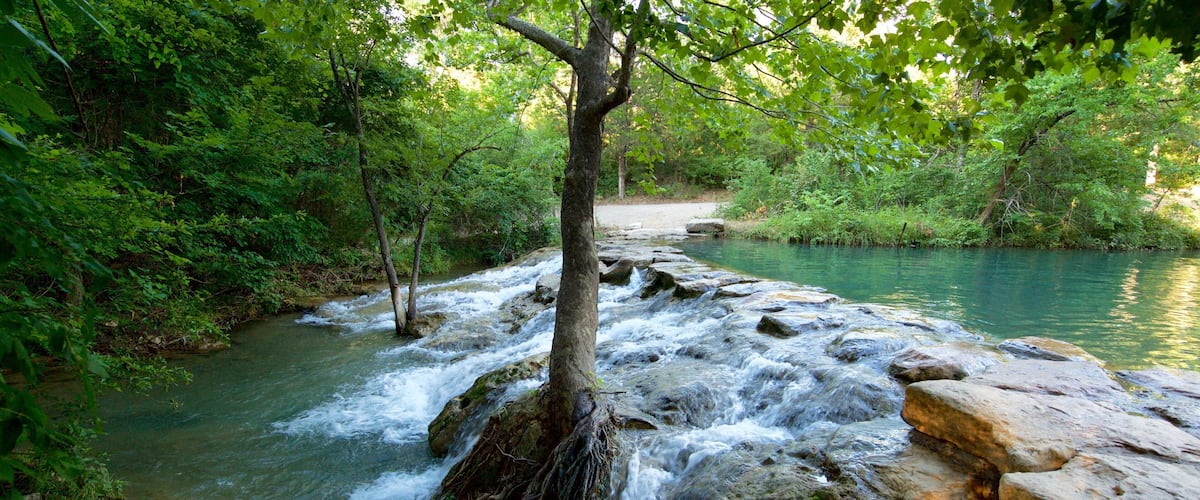A rocky stream with a waterfall, surrounded by dense green foliage.