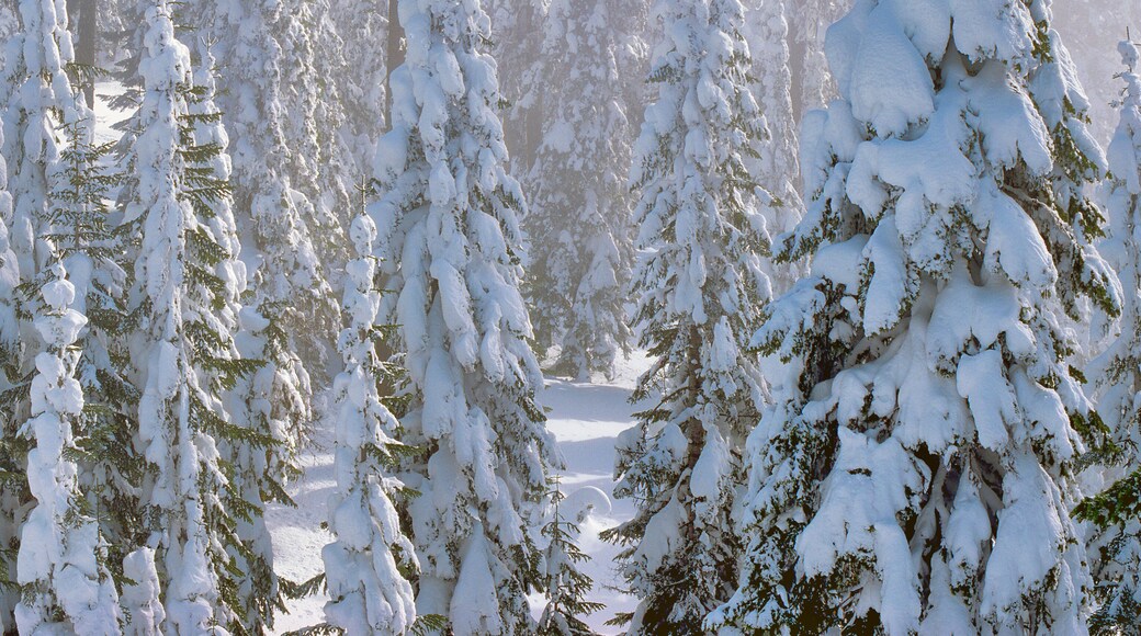 Mount Ashland-skiområde