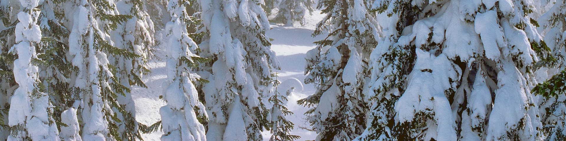 USA, Oregon, Mt Ashland. Fresh snow on evergreens.