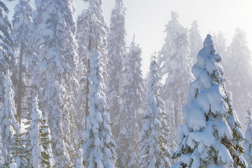 Un bosque nevado con altos árboles de hoja perenne cubiertos de nieve.