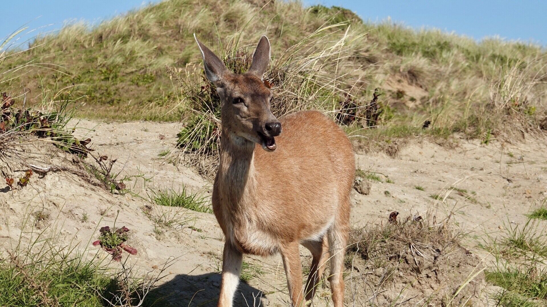 Spotted at Bandon Dunes Golf Course.  I never really appreciated golf until I saw how much #nature there is to take in from just driving around in a golf cart.