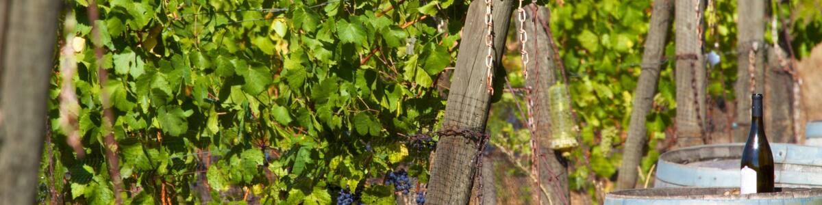 Beautiful grapevines at Cooper Mountain Vineyards in Beaverton, Oregon during the harvest season