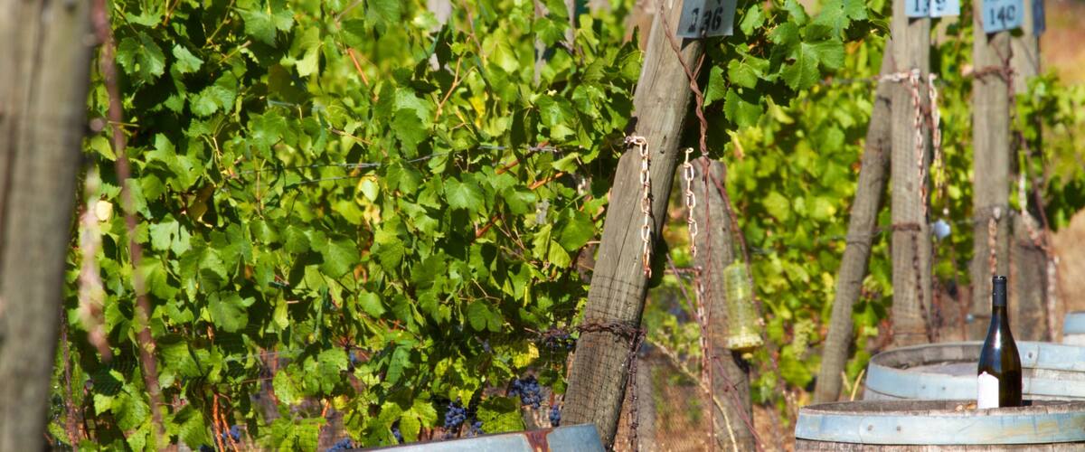 Cooper Mountain Vineyards featuring farmland