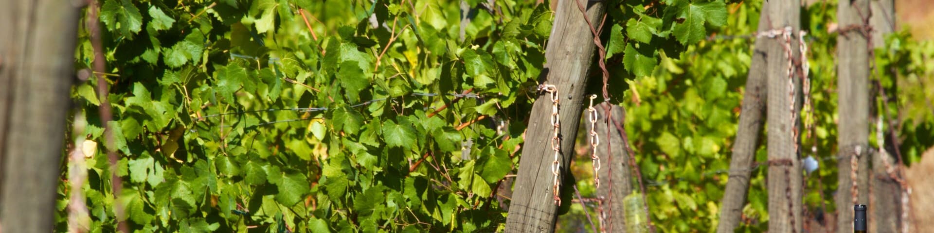 Cooper Mountain Vineyards mit einem Farmland