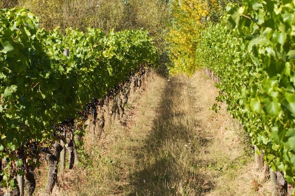 Lush vineyards of Cooper Mountain Vineyards in Beaverton, Oregon showcase rows of thriving grapevines