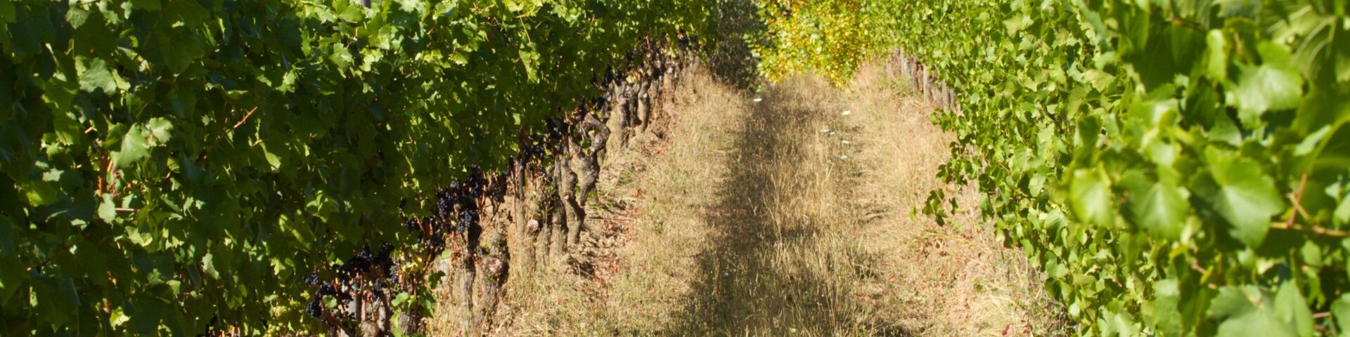 Lush vineyards of Cooper Mountain Vineyards in Beaverton, Oregon showcase rows of thriving grapevines